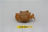 藏品(拉氏清溪蟹)的圖片